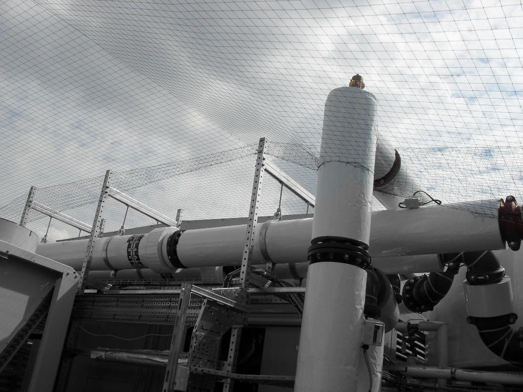Bird Control in Nuneaton, Warwickshire